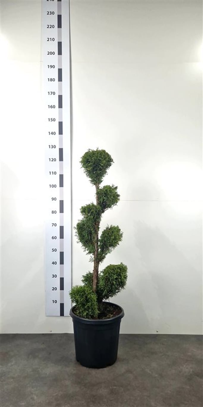 Thuja occ. 'Smaragd' - 80-100 CM PonPon Cont.